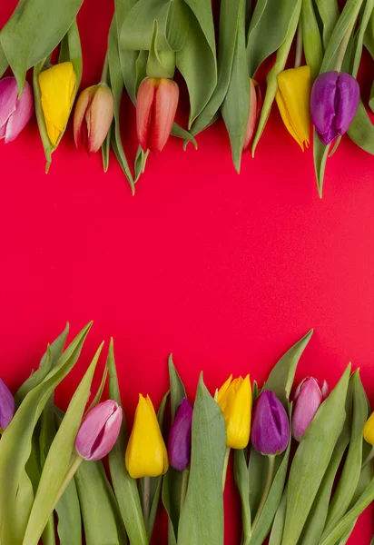 Tulips — Stock Photo, Image