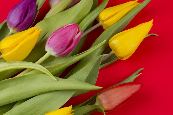 Tulips background — Stock Photo, Image