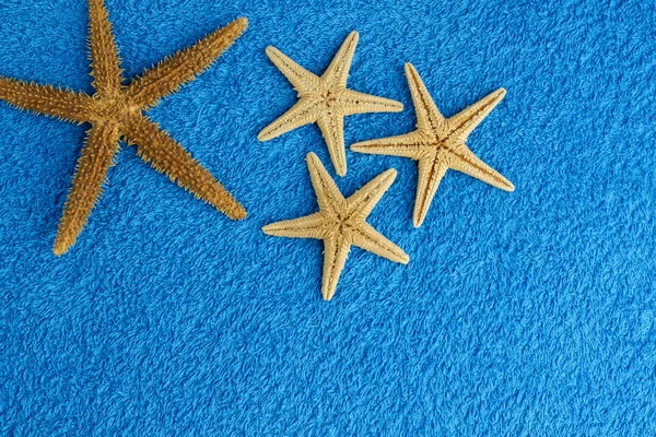 Sea stars — Stock Photo, Image