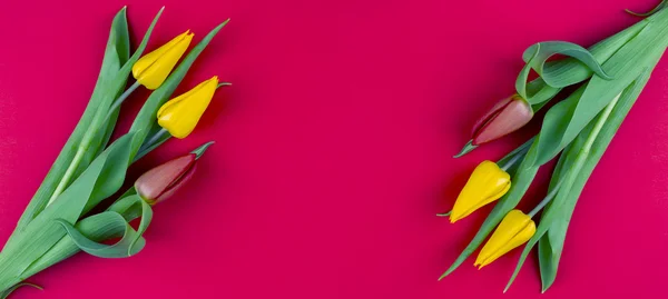 Tulpen — Stockfoto