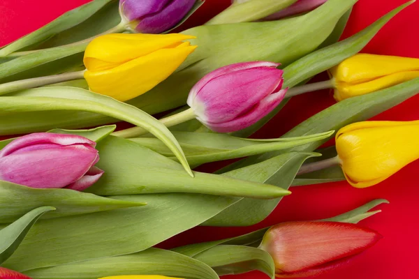 Tulips background — Stock Photo, Image