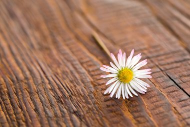 Ahşap arkaplanda çiçek