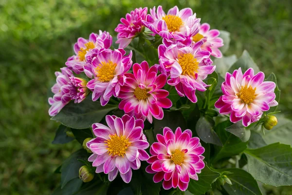 Rosa blomma — Stockfoto