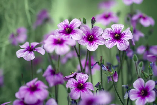 Blålila blommor — Stockfoto