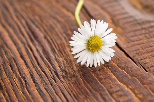 Blomma på trä bakgrund — Stockfoto