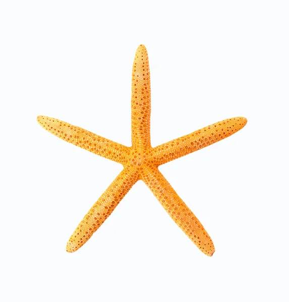 Deniz yıldızı beyaz bir arka plan üzerinde — Stok fotoğraf