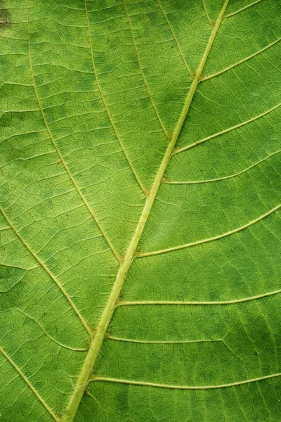Yaprak doku arka plan — Stok fotoğraf