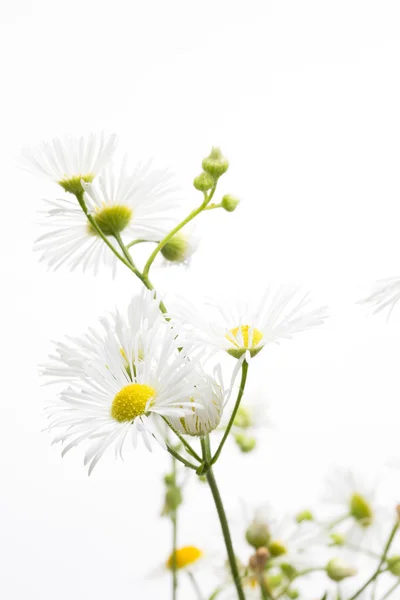 Chamomiles na bílém pozadí. — Stock fotografie