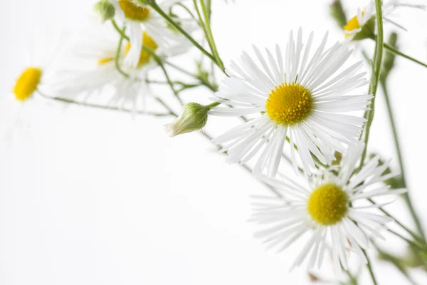 Chamomiles på vit bakgrund. — Stockfoto