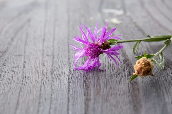 Фиолетовый цветок на деревянном столе — стоковое фото