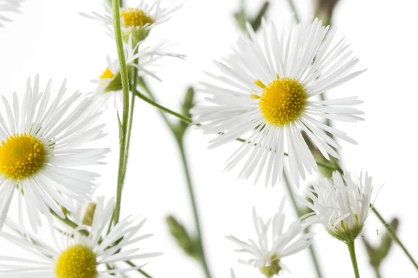 Chamomiles na bílém pozadí. — Stock fotografie