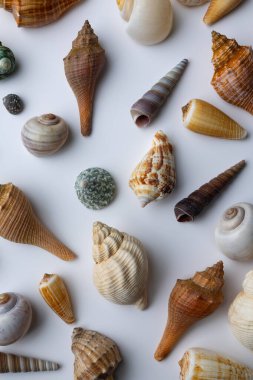 Çeşitli şekil ve boyutlarda deniz kabukları düz bir yüzeye yayılır. Bu kabukların eşsiz renkleri ve dokuları var. Dekorasyon için kullanılabilir ya da meraklılar tarafından hobi olarak toplanabilir..