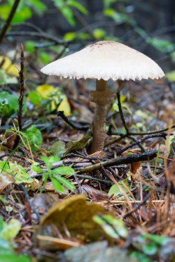 yenilebilir şemsiye mantar