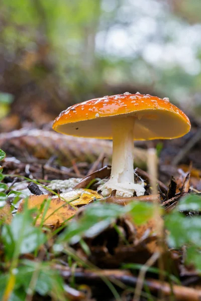 Toadstools in the woods — Stock Photo, Image