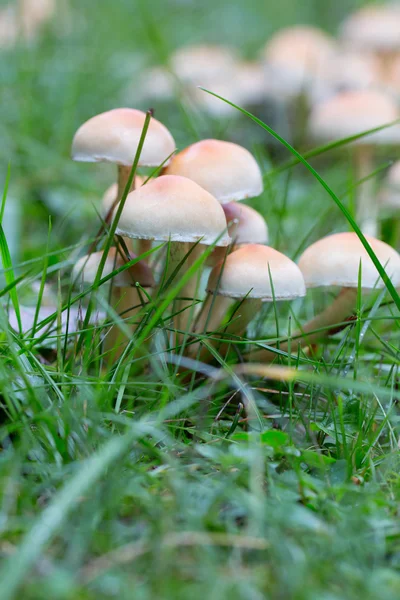 Mushrooms growing in autumn — Stock Photo, Image