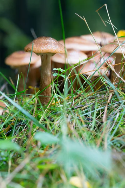 Mushrooms growing in autumn — Stock Photo, Image