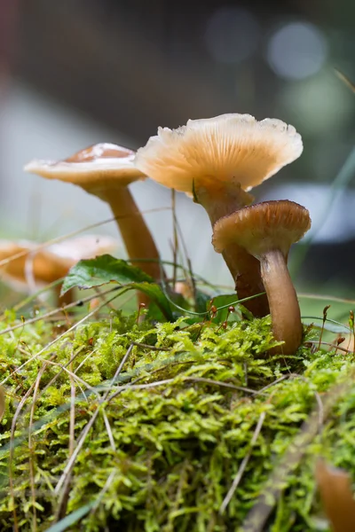 Mushrooms growing spring — Stock Photo, Image