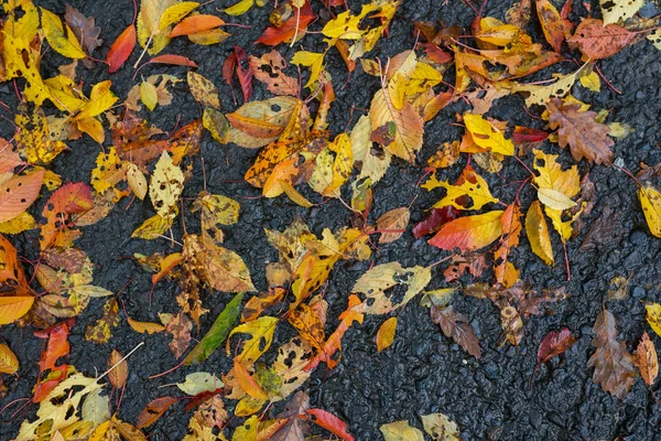 Outono folhas molhadas vermelhas e amarelas — Fotografia de Stock