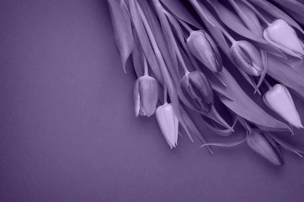 Flor para fundo roxo — Fotografia de Stock