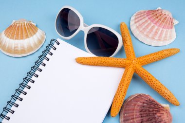 Deniz yıldızı ve kabukları