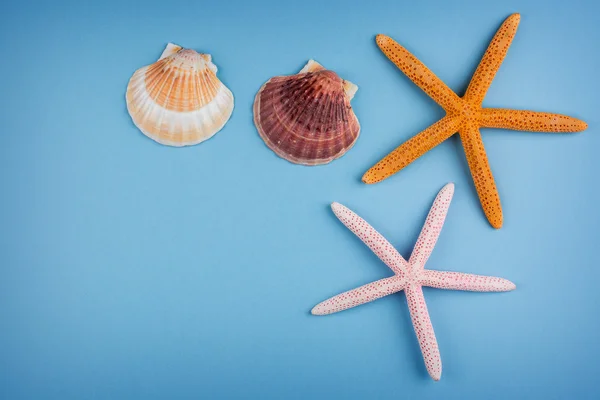 Starfish e conchas — Fotografia de Stock