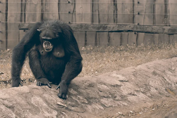 Šimpanz Zoo — Stock fotografie