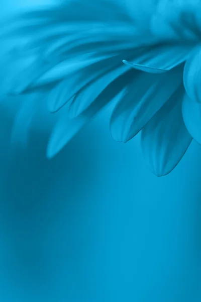 Pozadí modrý květ — Stock fotografie