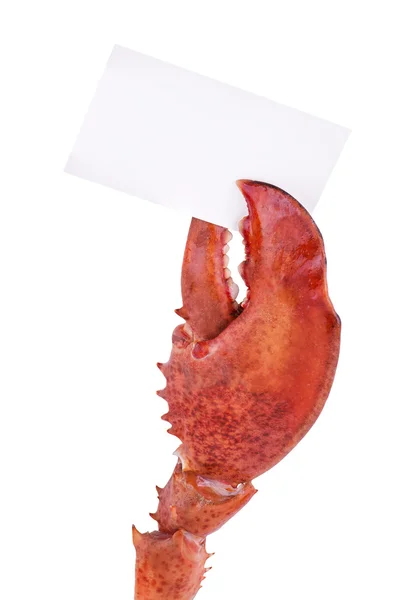 Lobster claw — Stock Photo, Image