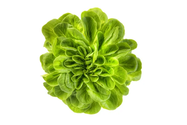 Lechuga fresca — Foto de Stock