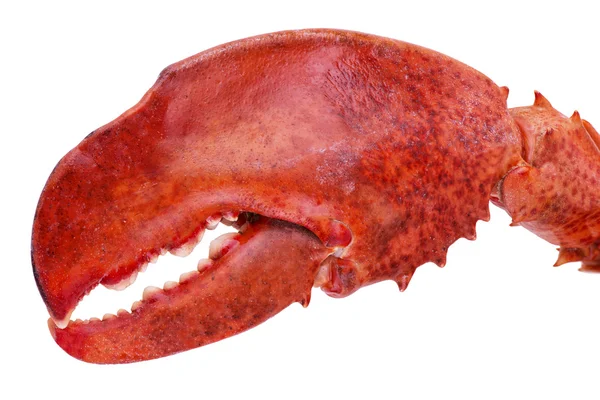 Lobster claw — Stock Photo, Image