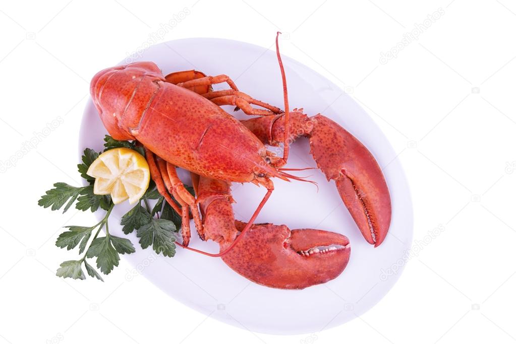 Cooked lobster, top view.