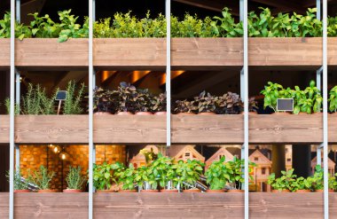 Saksıyı ahşap raflardaki bitkilerde