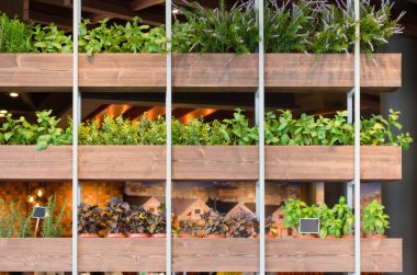 Bitkiler kahverengi saksıyı dekore edilmiştir. 