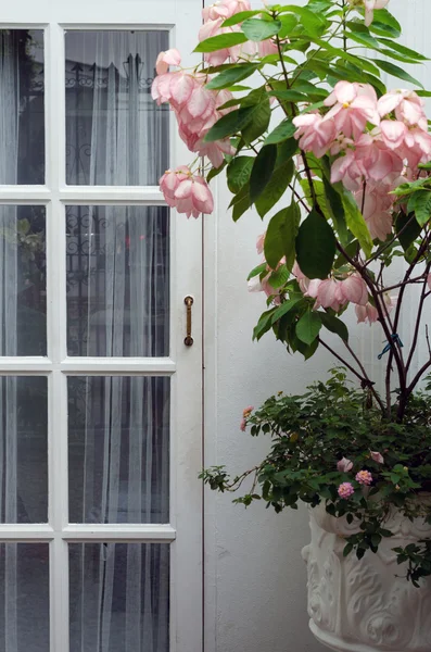 Wooden white door with pink flower — Stock Photo, Image