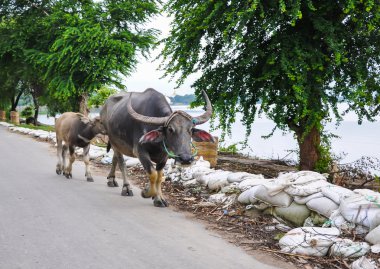Buffalo on road in Irrawaddy River clipart