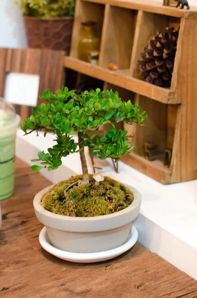 Pequena planta em vaso — Fotografia de Stock