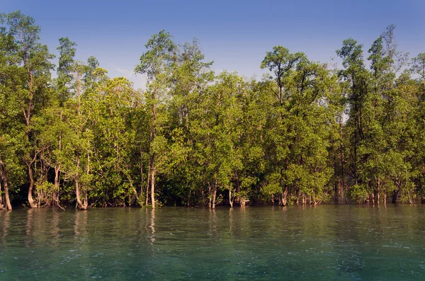 Bosque de manglares en Phuket —  Fotos de Stock