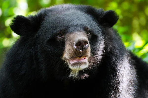 Porträt des asiatischen Schwarzbären — Stockfoto