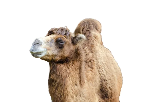 Camel in zoo isolated on white — Stock Photo, Image