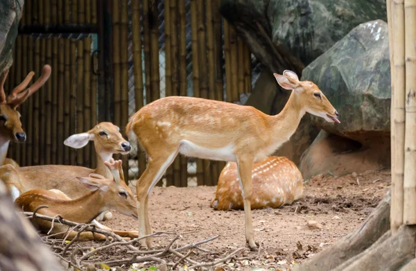 Eld de herten in de dierentuin — Stok fotoğraf