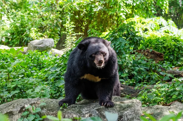 Asiatico nero orso in il selvaggio — Foto Stock