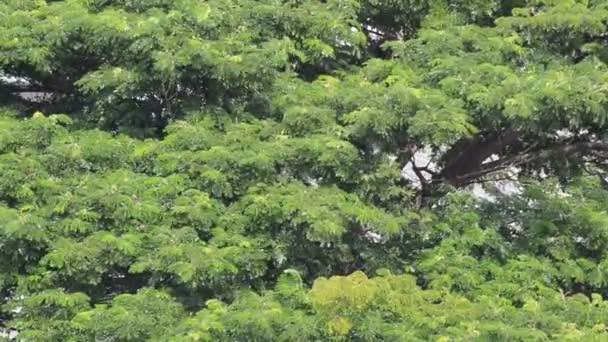 Branches et feuilles d'arbres soufflant dans le vent — Video