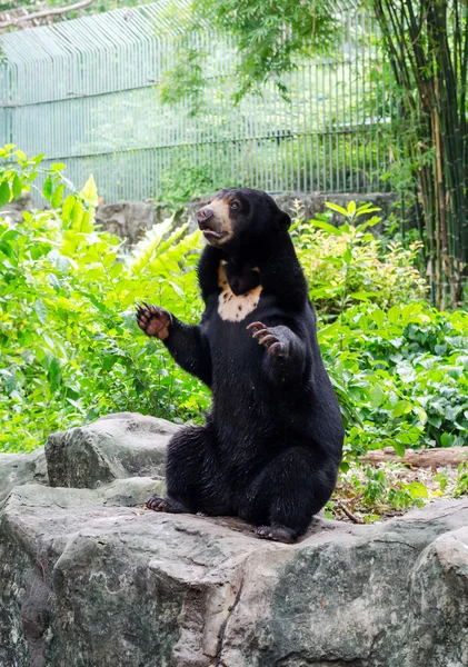 Orso sole malese — Foto Stock