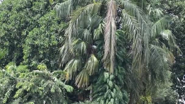 Kokosowe drzewo gałęzie i liście, wiejący wiatr — Wideo stockowe
