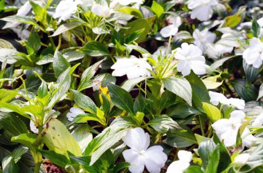 Bahçedeki beyaz çiçekler