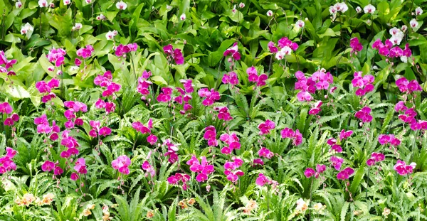 Flores de orquídea de Dendrobium — Fotografia de Stock