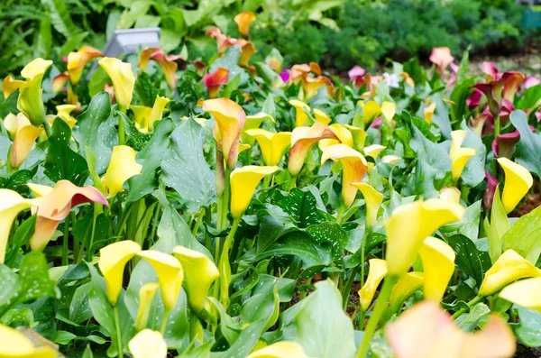 Gelbe Blume im Wintergarten — Stockfoto