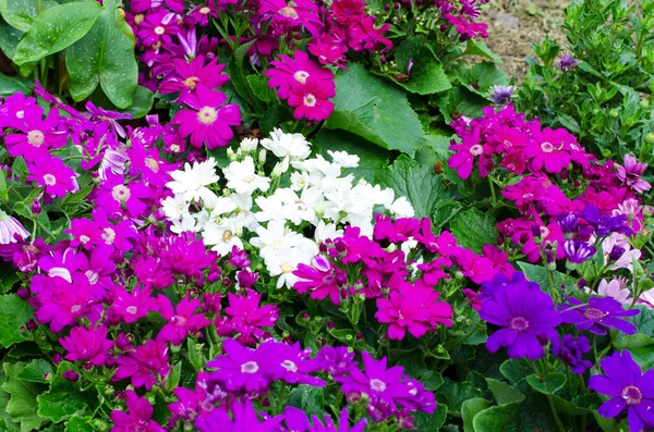 White and Purple flowers in garden — Stock Photo, Image