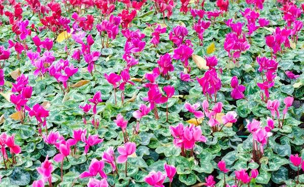 Pink flowers in field — Stock Photo, Image