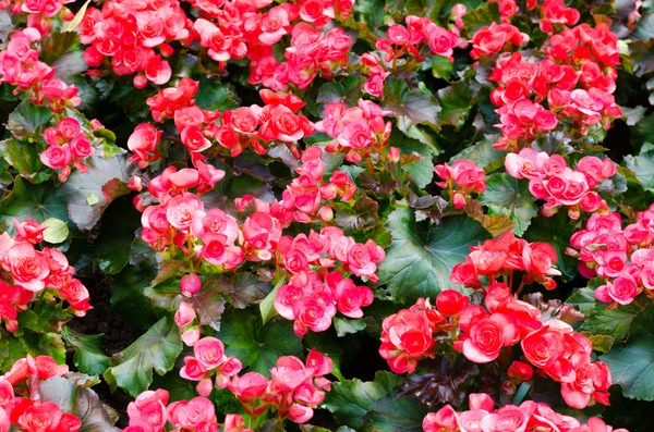 Beau fond de fleurs grandes bégonias — Photo